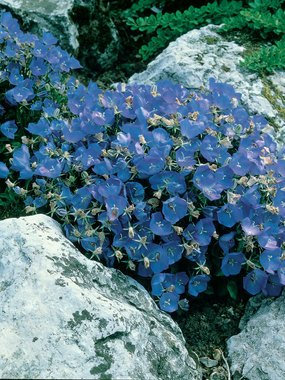 CAMPANULA - Carpatica blu clip - 25 semi macinati permanenti copertina