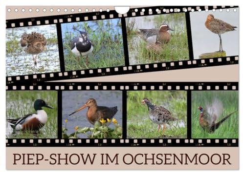 PIEP-SHOW im Ochsenmoor (Wandkalender 2026 DIN A4 quer), CALVENDO Monatskalender: Das Fotografieren von Vögeln im Ochsenmoor kann sehr lohnend sein, ... Equipment mitbringst. (CALVENDO Tiere)