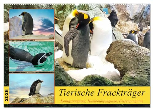 Tierische Frackträger (Wandkalender 2026 DIN A2 quer), CALVENDO Monatskalender: Pinguine in ihren Kolonien und im Einzelportrait (CALVENDO Tiere)