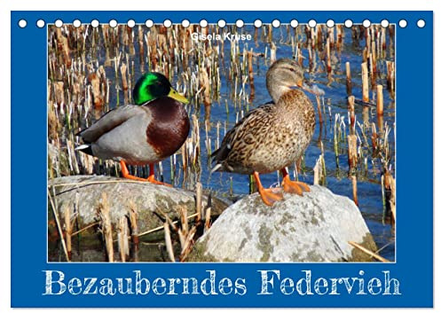 Bezauberndes Federvieh (Tischkalender 2026 DIN A5 quer), CALVENDO Monatskalender: Gänse, Enten und Schwäne in Ihrem Element (CALVENDO Tiere)
