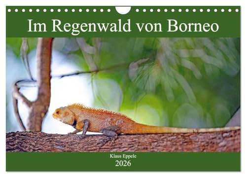 Im Regenwald von Borneo (Wandkalender 2026 DIN A4 quer), CALVENDO Monatskalender: Faszinierende Flora und Fauna hautnah erleben (CALVENDO Orte)