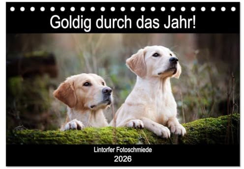 Goldig durch das Jahr! (Tischkalender 2026 DIN A5 quer), CALVENDO Monatskalender: Liebevoll ausgewählte Golden Retriever Motive begleiten durch die Jahreszeiten. (CALVENDO Tiere)