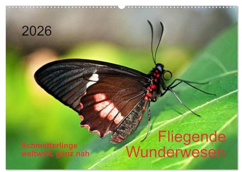 Fliegende Wunderwesen. Schmetterlinge weltweit, ganz nah (Wandkalender 2026 DIN A2 quer), CALVENDO Monatskalender: Zwölf farbenprächtige, exotische ... portraitiert. (CALVENDO Tiere)