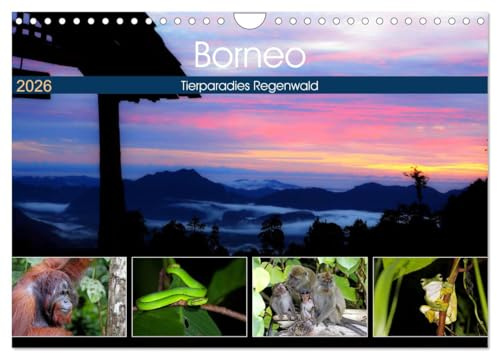 Borneo - Tierparadies Regenwald (Wandkalender 2026 DIN A4 quer), CALVENDO Monatskalender: Eine tierische Bilderreise durch Borneo (CALVENDO Tiere)