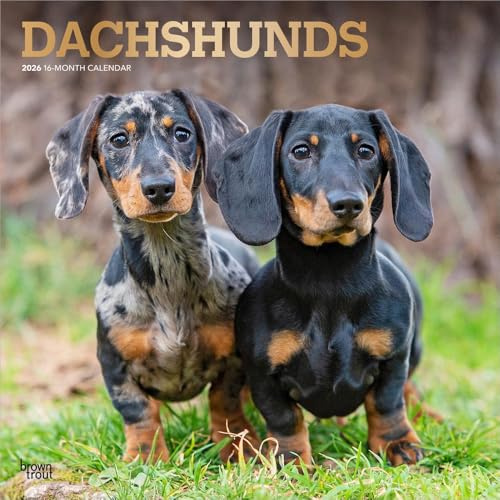 Dachshunds | 2026 12 x 24 Inch (Hanging) Monthly Square Wall Calendar | Foil Stamped Cover | Plastic-Free | BrownTrout | Animals Dog Breeds