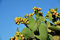 E.C.A.T.E. Opuntia ficus-indica pianta in vaso [Ø 18 cm] Fico d'india