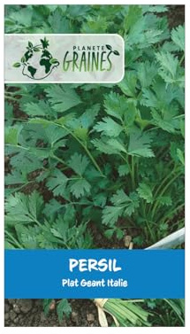 500 graines de persil plat d'italie - petroselinum crispum - aromatique savoureuse pour cuisine et potager