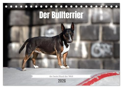 Der Bullterrier der beste Hund der Welt (Tischkalender 2026 DIN A5 quer), CALVENDO Monatskalender: Faszination Bullterrier, freche Herzensbrecher. (CALVENDO Tiere)