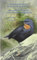 Lista Comentada de las Aves Argentinas / Annotated Checklist of the Birds of Argentina (Checklists)