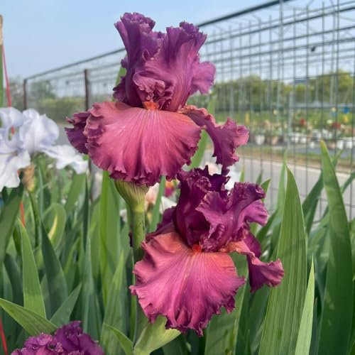 7 piezas bulbos de iris, Iris tectorum, regalo de jardín Bulbos de iris, bulbos de iris, Regalos originales plantas decorativas plantas de interior purificadoras de aire Decoración