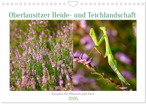 Oberlausitzer Heide- und Teichlandschaft (Wandkalender 2026 DIN A4 quer), CALVENDO Monatskalender: Pflanzen und Tiere der Oberlausitzer Heide- und Teichlandschaft (CALVENDO Natur)