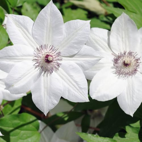 Clematis 'Snow Queen' - Large White Flowers, Twice Blooming, Ideal for Borders and Containers - 2X 3 Litre Potted Plant by Thompson & Morgan