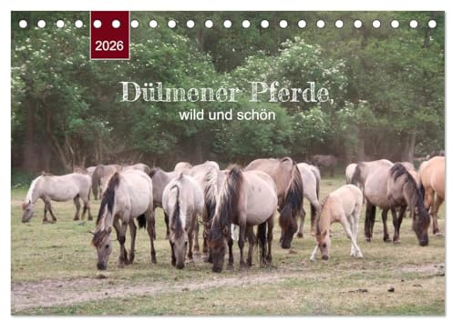 Dülmener Pferde, wild und schön (Tischkalender 2026 DIN A5 quer), CALVENDO Monatskalender