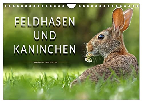 Feldhasen und Kaninchen (Wandkalender 2026 DIN A4 quer), CALVENDO Monatskalender: Eindrucksvolle Bilder der scheuen Tiere. (CALVENDO Tiere)