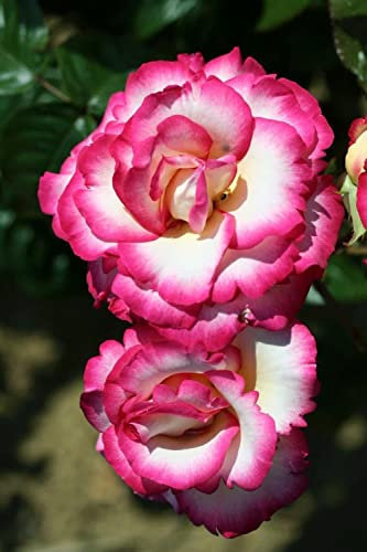 Rosa Climbing Rose 'Handel' Containerised