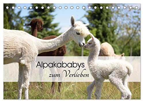 Alpakababys zum Verlieben (Tischkalender 2025 DIN A5 quer), CALVENDO Monatskalender: Süße Alpakafohlen in Aktion (CALVENDO Tiere)