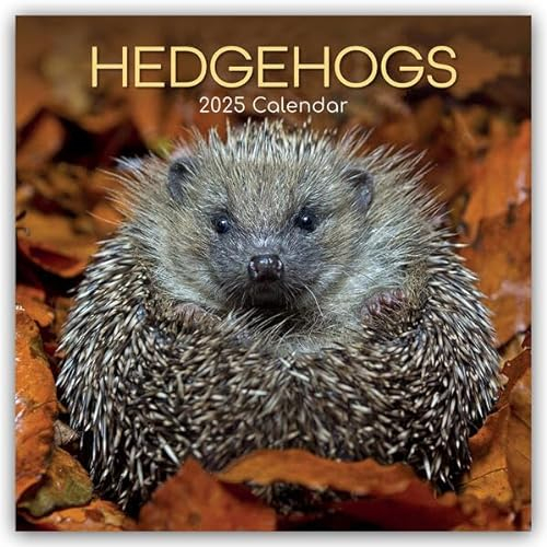 Hedgehogs – Igel 2025 – 16-Monatskalender: Original The Gifted Stationery Co. Ltd [Mehrsprachig] [Kalender] (Wall-Kalender)