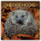 Hedgehogs – Igel 2025 – 16-Monatskalender: Original The Gifted Stationery Co. Ltd [Mehrsprachig] [Kalender] (Wall-Kalender)