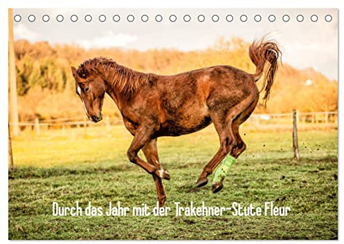 Durch das Jahr mit der Trakehner-Stute Fleur (Tischkalender 2026 DIN A5 quer), CALVENDO Monatskalender: Bilder einer jungen Trakehner-Stute im Laufe des Jahres (CALVENDO Tiere)