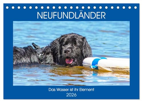 Neufundländer - Das Wasser ist ihr Element (Tischkalender 2026 DIN A5 quer), CALVENDO Monatskalender: Neufundländer in allen drei Farben in ihrem ... auf 13 hinreißenden Bildern (CALVENDO Tiere)