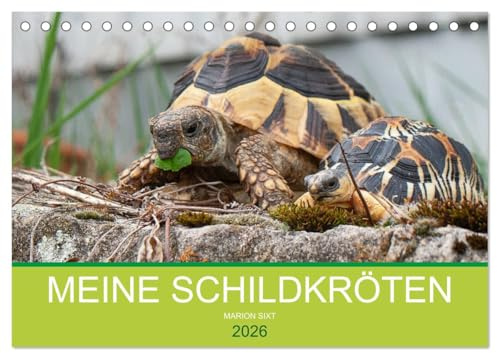 Meine Schildkröten (Tischkalender 2026 DIN A5 quer), CALVENDO Monatskalender: Bilder von meiner Schildkrötengruppe (CALVENDO Tiere)