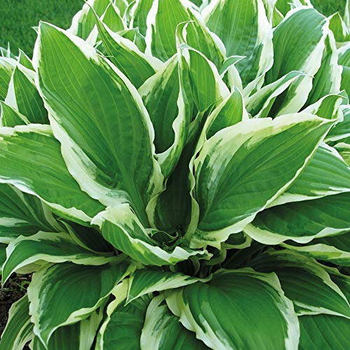 Hosta Wide Brim Hardy Perennial Plantain Lily 1 Litre Potted Plant 2X by Thompson and Morgan (2)