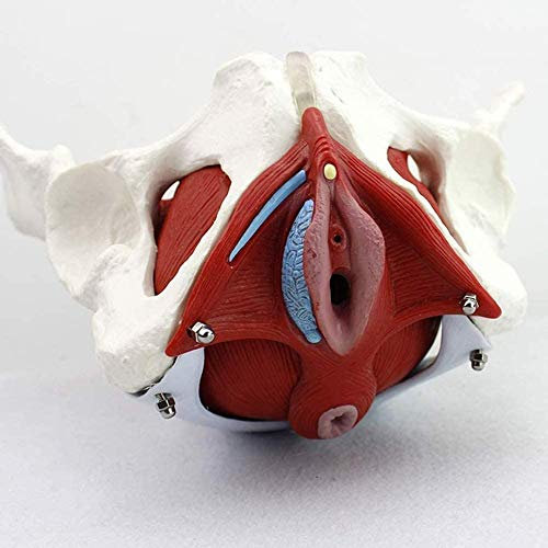 DYTAH 24.5.16.13 cm Gürtel Beckenboden Muskel Modell Struktur Weibliche Anatomische Modell Becken Gynäkologie Training Arzt