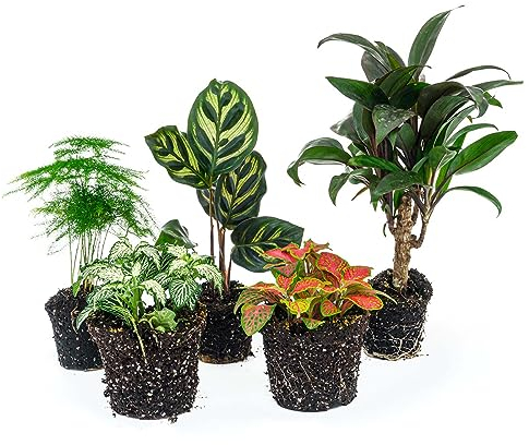 urbanjngl.com - Plant terrarium set - Makoyana - 5 plants - Palm - Calathea Makoyana - Asparagus - Red & White Fittonia