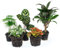 urbanjngl.com - Plant terrarium set - Makoyana - 5 plants - Palm - Calathea Makoyana - Asparagus - Red & White Fittonia