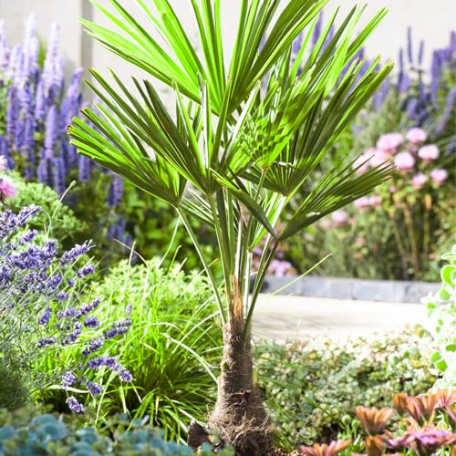 Garten-Schlüter® Chinesische Hanfpalme – wintergrün & robust, fächerförmige Wedel, ideal für Garten, Terrasse & Kübel