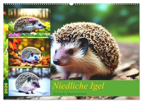 Niedliche Igel (Wandkalender 2026 DIN A2 quer), CALVENDO Monatskalender: Bezaubernde und naturnahe Bilder von Igeln (CALVENDO Tiere)