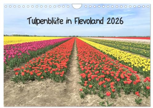 Tulpenblüte in Flevoland 2026 (Wandkalender 2026 DIN A4 quer), CALVENDO Monatskalender (CALVENDO Orte)