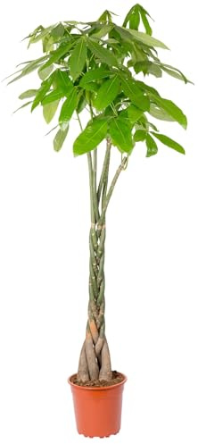 Glückskastanie, Topf-Ø 27 cm, Höhe ca. 150 cm