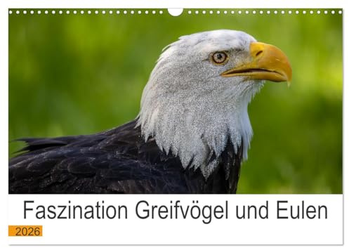 Faszination Greifvögel und Eulen (Wandkalender 2026 DIN A3 quer), CALVENDO Monatskalender: Die atemberaubenden Könige der Lüfte (CALVENDO Tiere)