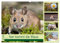 ... hier kommt die Maus ... (Wandkalender 2026 DIN A2 quer), CALVENDO Monatskalender: Zauberhafte Bilder einer kleinen Maus (CALVENDO Tiere)
