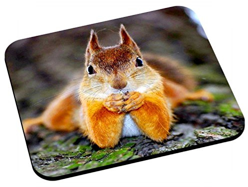 Fabulous Tapis de Souris ecureuil Roux Animaux Mignon Nature