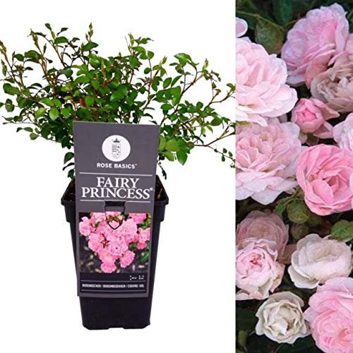 Carbeth Plants - Garden Fairy Pink Rose Bush in 2L Pot for The Garden, Outdoors Ready to Plant Now