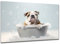 DARO Design - Toiletten-Bild auf 6mm HDF 70x50 cm Hunde-Welpe Bulldogge in der Badewanne - Wand-Deko Bilder Lustiges Geschenk