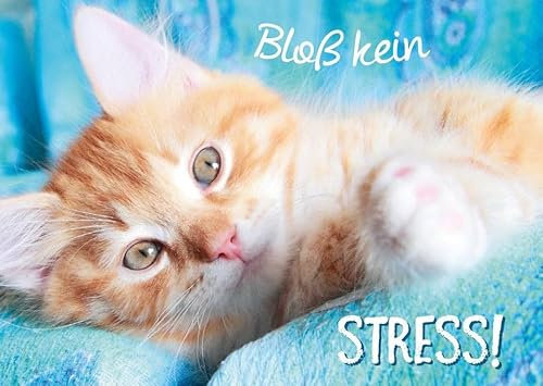 Gutsch Verlag Geburtstagskarte Katze: Entspannung & Lebensweisheit - Niedliche Stressfrei Relax-Kätzchen Postkarte mit Spruch zur Gelassenheit