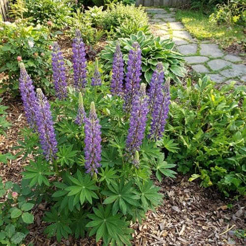 Bloomique - 3er - Set - Lupinus Gallery Blue - Lupine - Winterhart - Mehrjährig - Höhe 10-20 cm - 9 cm Topf