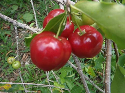 Malphigia glabra - acerola cereza de Barbados - semillas de árboles tropicales exóticas raras (5)
