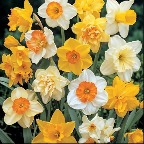 GardenersDream Mixed Daffodil Bulbs - Beautiful Spring Flowering Bulbs - Colourful Outdoor Plants for Gardens, Borders, and Containers - Easy to Grow Ornamental Daffodil Flower Plants (1kg)