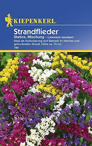 Kiepenkerl 799 Strandflieder Statice Mischung (Strandfliedersamen)