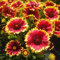 Gaillardia Sunset Snappy Flowering Garden Plants Herbaceous Perennial in Pot (20-30cm Incl. Pot)