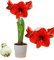 Amaryllis Zwiebel Red Passion - 1 Blumenzwiebel in Großformat 26/30 - Exklusive Blumenzwiebeln Amarillis - Echte Pflanzen aus Holland - Hippeastrum Zwiebeln (keine Samen, Wachs und nicht künstlich)