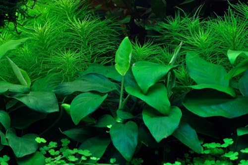 AquaOne Aquarium Pflanze In Vitro Anubias barteri nana Wasserpflanze 1-2-Grow. Aquariumpflanze Becher Labor-Aquarienpflanzen Dekoration Aquascaping