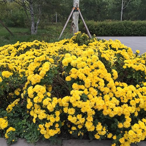 kiskick 400 pezzi di semi di crisantemo gialli con copertura del terreno, tappeto da giardino, decorazione floreale per piantare ora - coltiva il tuo kit Semi di crisantemo tappezzanti