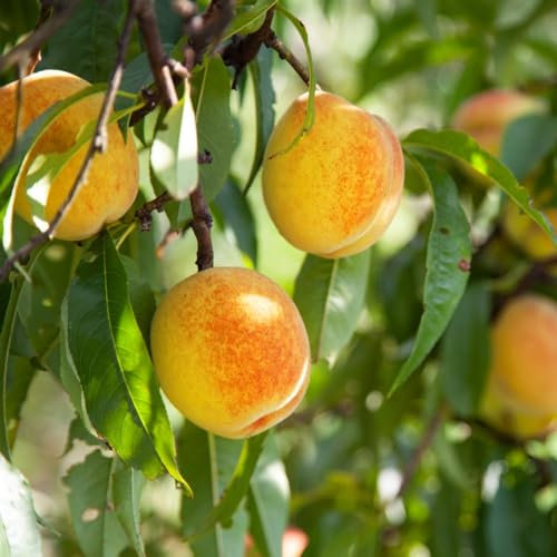 Peach 'Yellow Peach' Dwarf Tree | Ornamental Pink Blossoms | Sweet Pale Yellow Fruits | Self-Fertile (Height 90cm) 18cm Pot x 1 by Thompson & Morgan