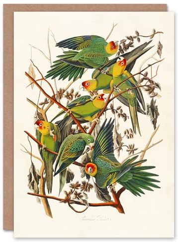 Artery8 John James Audubon Art Card Carolina Parakeet Parrot