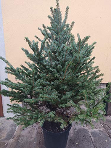 Albero di Natale KOSTERIANA Vero (Alt. 1,25-1,50 m)